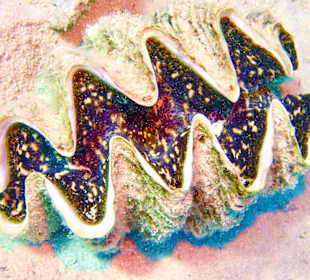 Schnorcheln Sahl Hasheesh