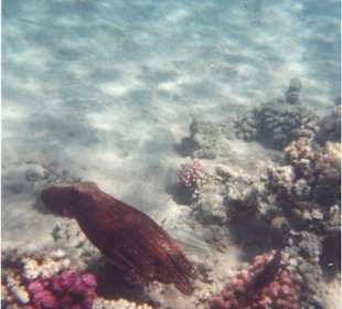 Une poulpe dans les recifs