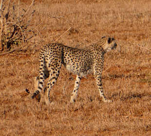 Taita Hills Reservat