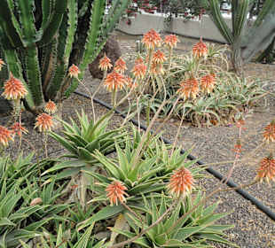 Parque Botánico de Maspalomas 13-02-2013