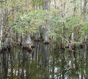 Cyprress National Preserve
