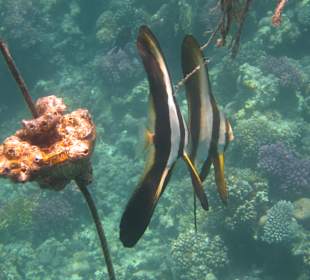 Schnorcheln Makadi Bay