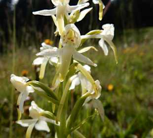 Grünten / Burgberger Hörnle