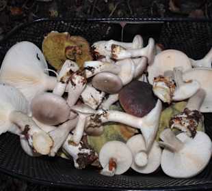 Eindrücke aus dem Neuenburger Urwald