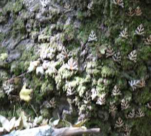 Schmetterling auf Baumrinde