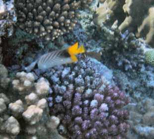 Korallen in allen Farben