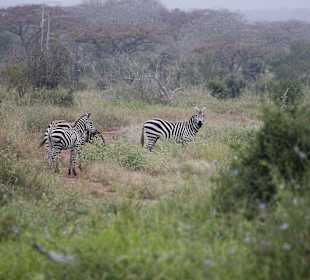 Nationalpark Kenia