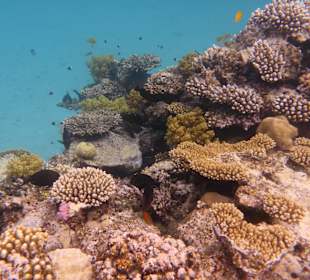 Schnorcheln Sahl Hasheesh