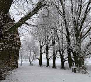 Teil des Lindenkranzes auf dem Veitsberg