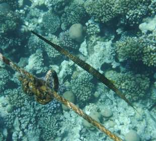 Flötenfisch. Hotel Prima Life Makadi Bay