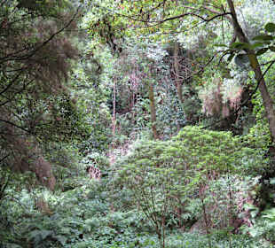 Inselrundfahrt La Palma