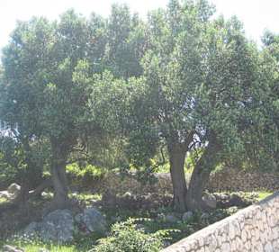 Alte Olivenbäume
