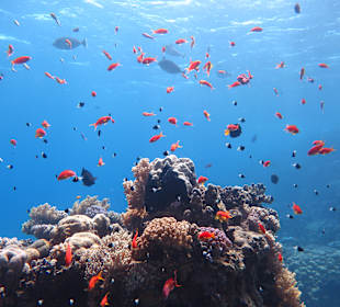 Schnorcheln Marsa Alam