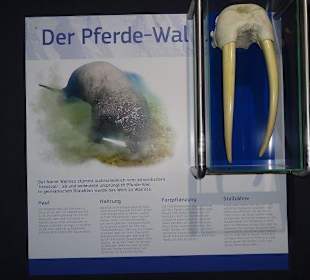 Zähne vom Pferdewal