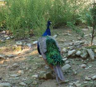 Pfau im Tierpark 