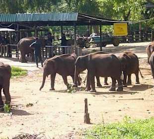 Elefantenauffangstation Udawalawe