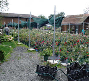 Rosarium Gruber bei Eferding