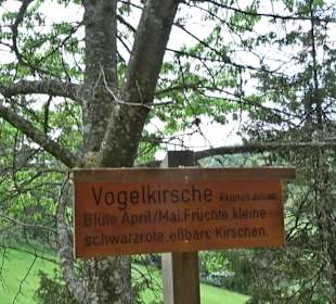 Waldlehrpfad in Tieringen