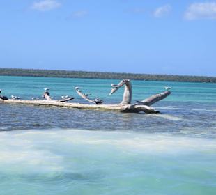 Vögel unterwegs nach Saone