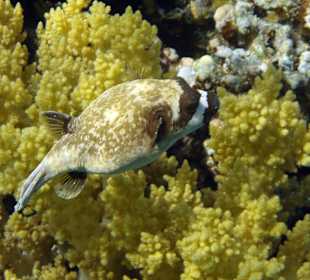 Schnorcheln Abu Dabbab