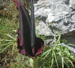 Schwarze Calla - super schön