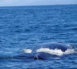 Walausflug - Wal
