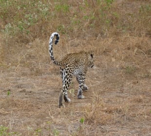 Leopard