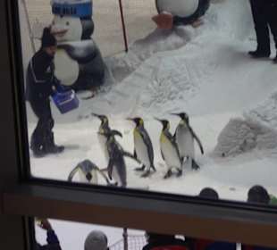 Stadtrundfahrt Dubai