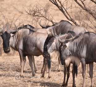 Wildebeest Tsavo