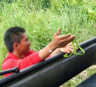 Am Wegesrand - Jeepsafari - grüne Mamba - nicht giftig!