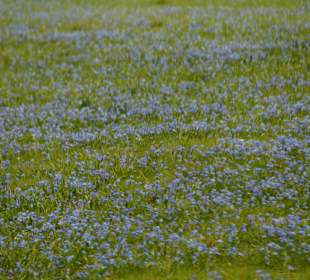 "Blaue Wiese" im Nordpark