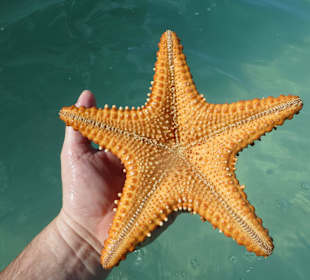Wir haben wunderschöne Seesterne gesehen