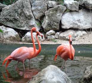 Xaman Ha Bird Park
