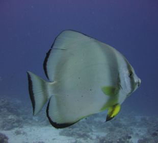 Tauchplatz Umm Gamar