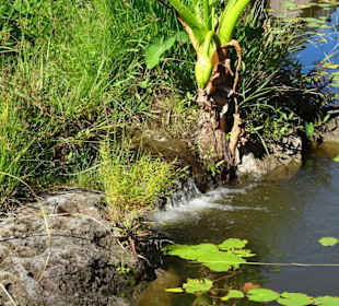 Spaziergang durch den Botanischen Garten Mascarin