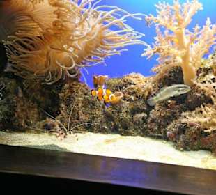 Ausflug nach Loro Parque