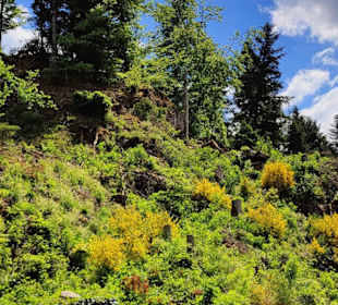 Ruine Wittichenstein Wittichen