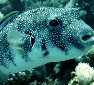 Kugelfisch an der Putzerstation
