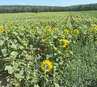 Wandern Mörbisch am See