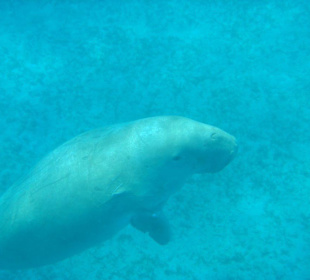 Dugong - Seekuh