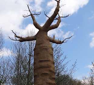 Baobab - Baum aus Madagaskar