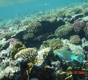 SUNRISE Arabian Beach Resort - Grand Select