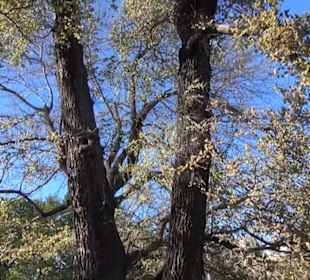 Real Jardín Botánico de Madrid