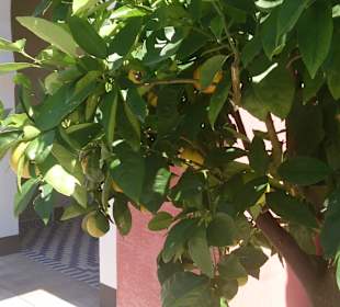 Orientalischer Garten