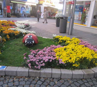 Chrysanthema Lahr