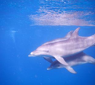 Delphine wunderschön