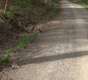 Walderlebnisweg Rottenburg