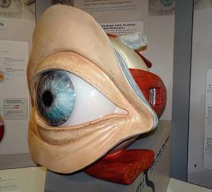 Abteilung "Reise in den menschlichen Körper"