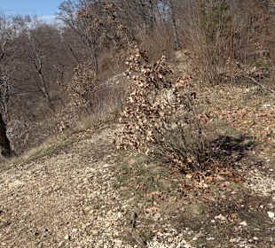 Burgruine Neugutenstein