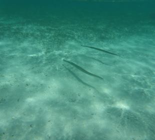 Unterwasserwelt sehr schön...